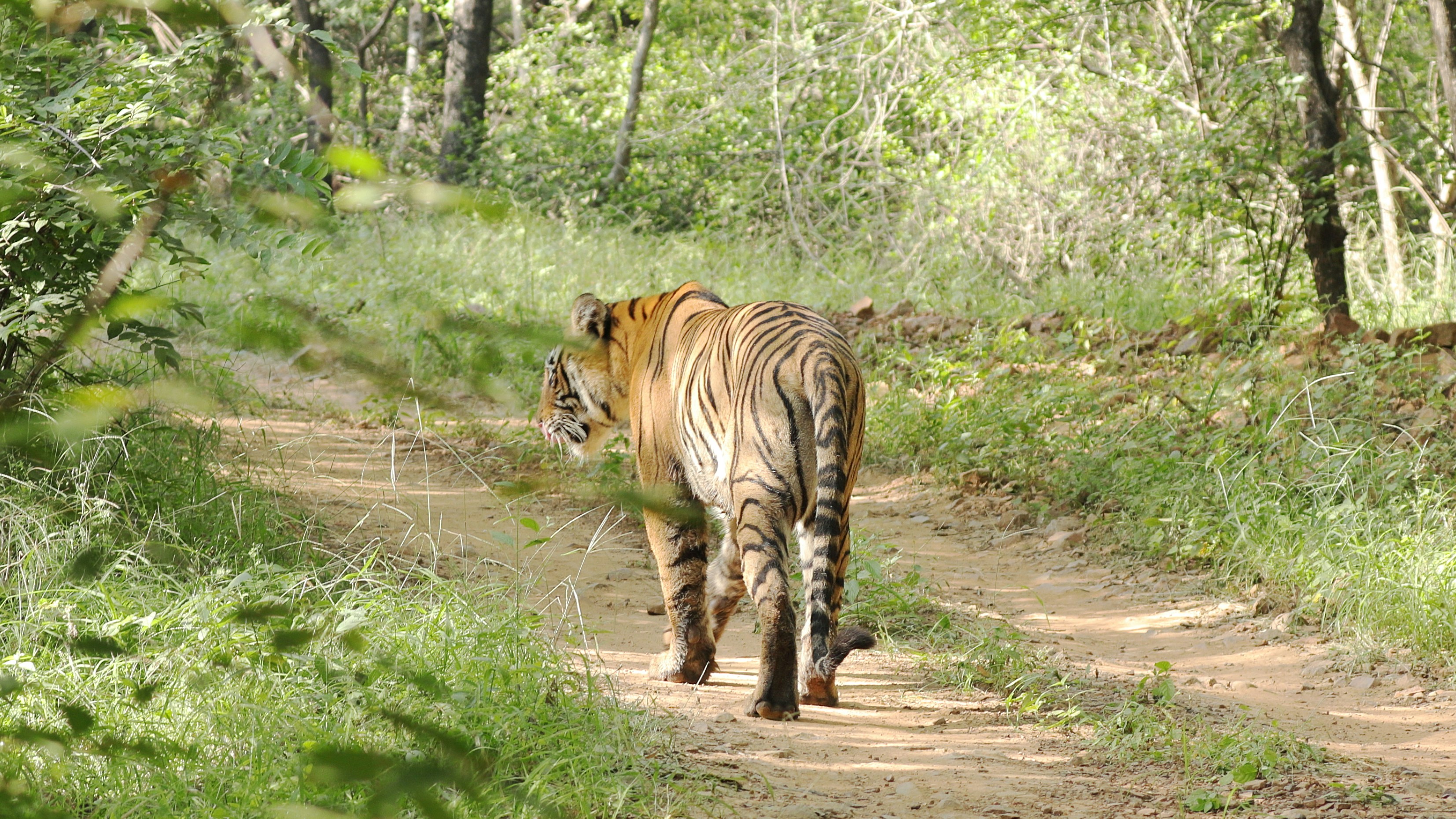 Tiger Safari Ranthambore